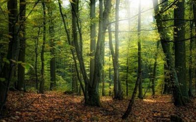 La Escuela de Medioambiente de Camargo celebrará varias actividades para conmemorar el ‘Día Internacional de los Bosques’