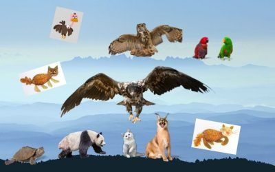 Actividades de Naturaleza desde casa